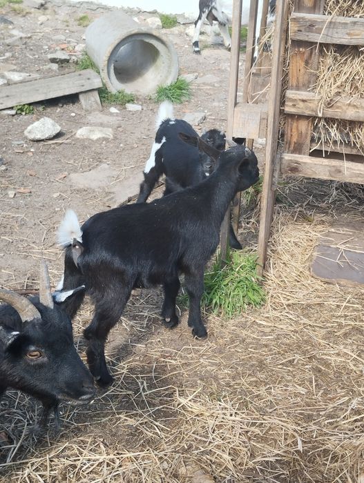 Casal de cabras pretas e brancas.