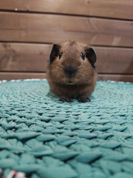 Каліфорнія,морська свинка.