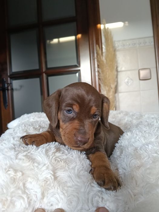 Teckel chocolate femea