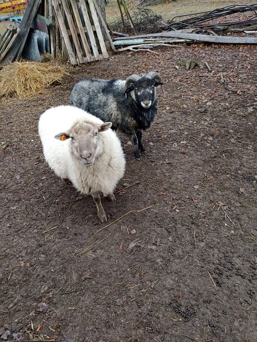 Zamienię tryka barana