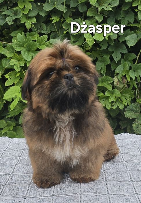 Piesek Shih tzu ZKWP