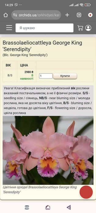 Катлея George King Serendibity