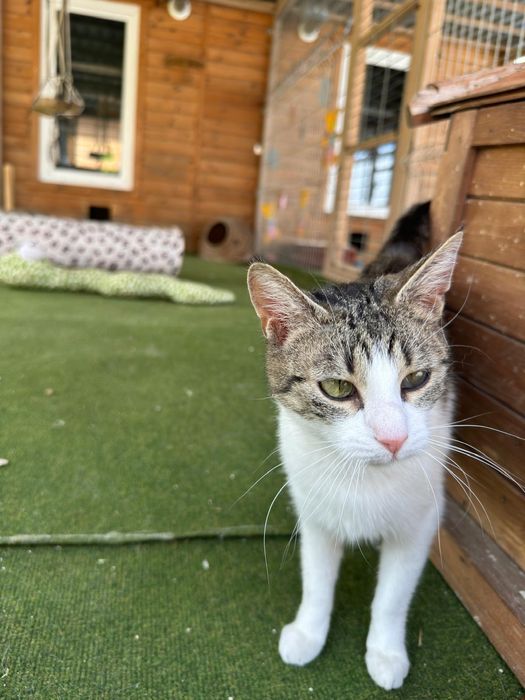 Kotka Tamara pilnie czeka na dom