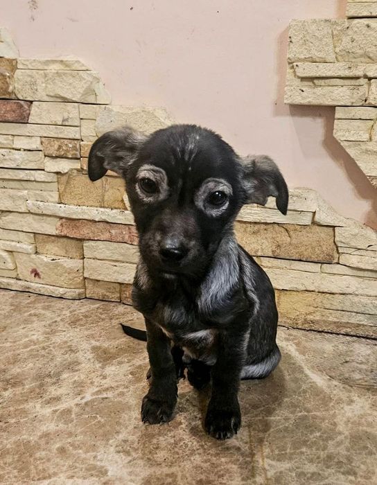 Цуценята.  Хлопчик і дівчинка.