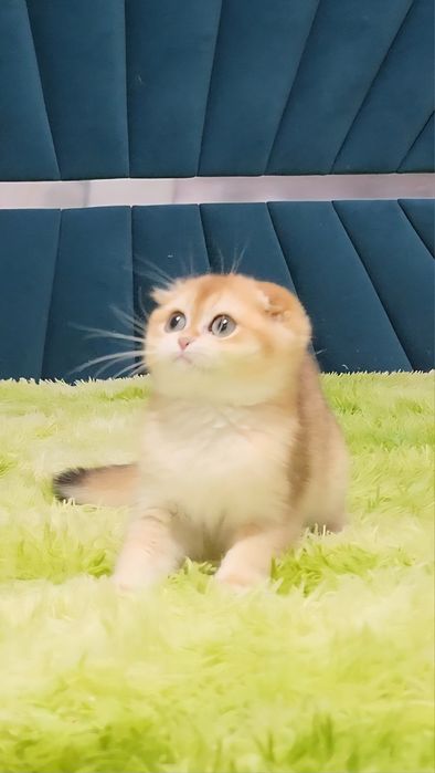 Шотландський хлопчик золота шиншила