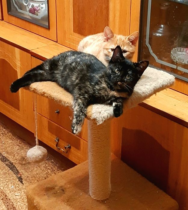 Курильский бобтейл 11 мес,редкий черепаховий окрас,дівчинка 8 міс.