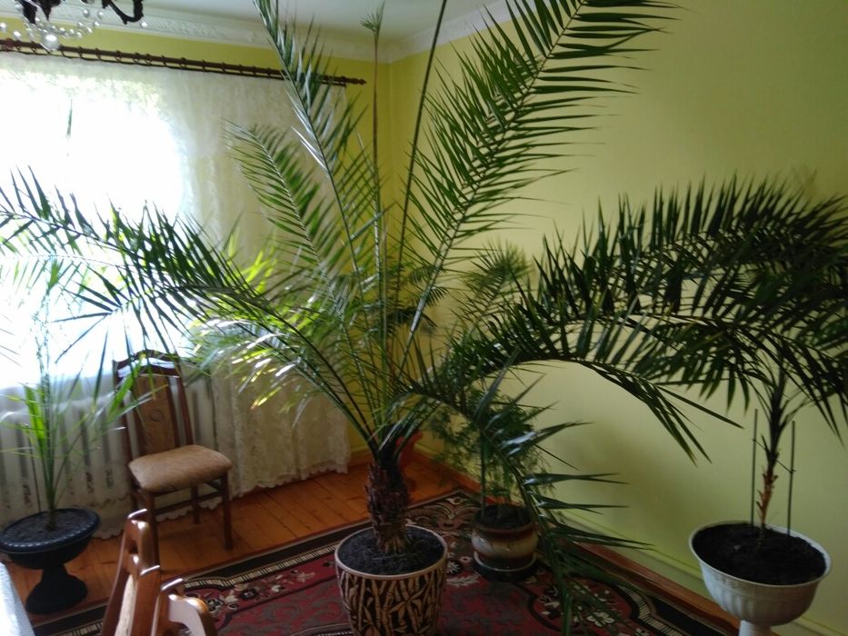 Продам ПАЛЬМУ фінікову,велику