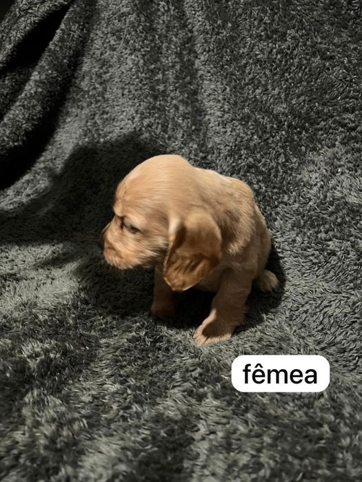 Cocker spaniel  inguels