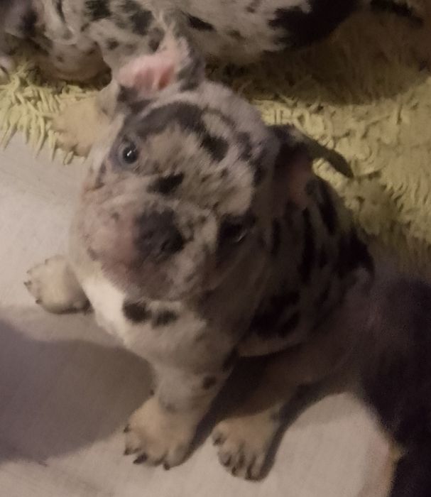 Buldożek francuski.