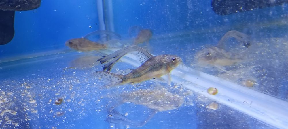 Sprzedam kirysy, kiryski pstre