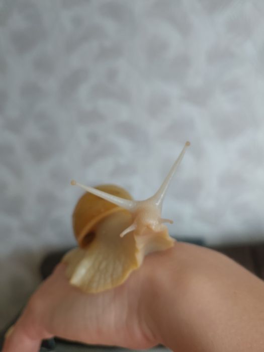 Шукають господарів