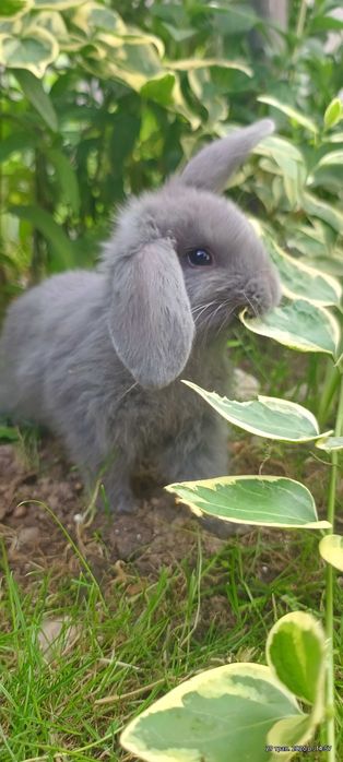 Продам кроликів різних порід