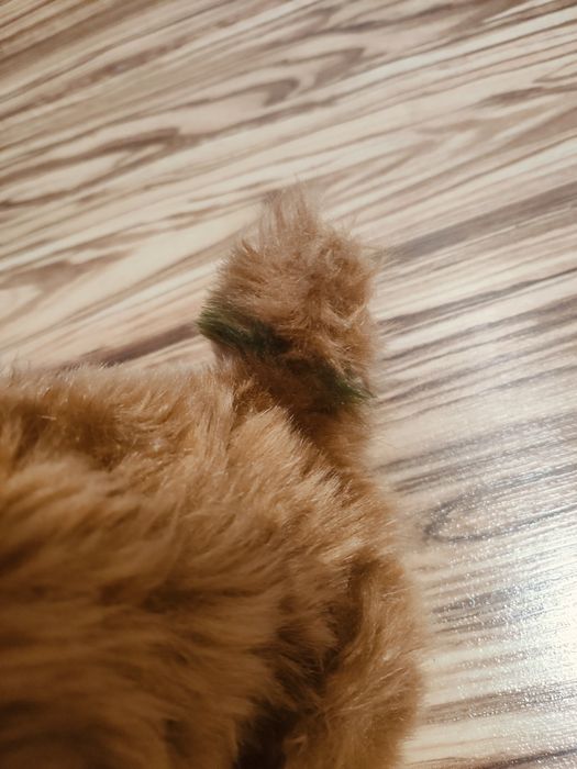 Piesek szczeka rusza ogonkiem