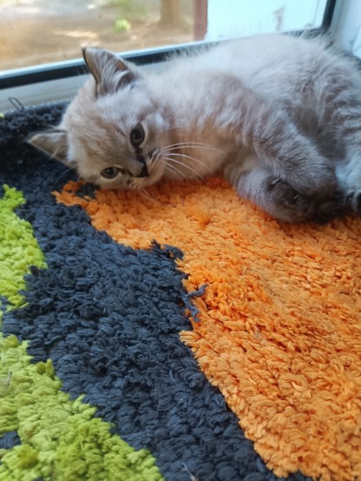 Тайській хлопчик шукає  доброго,люблячого хозяіна..