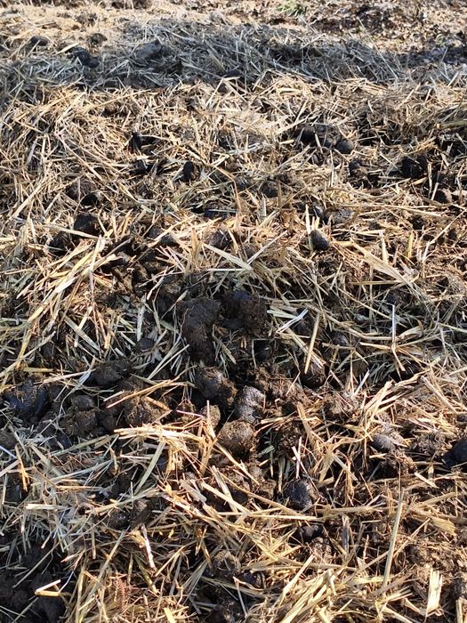 Oddam obornik koński za darmo