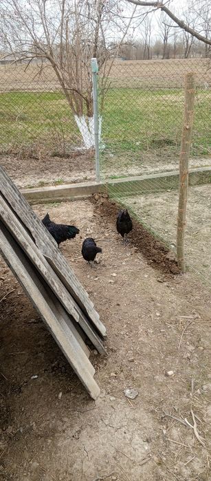 Продам яйця породи аям цемані