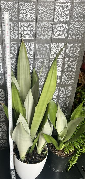 Sansevieria Moonshine wysoka