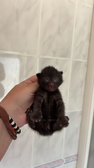 gatinhos bebes para adocao