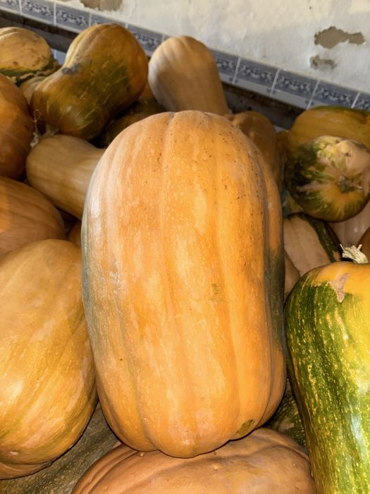 ABÓBORA MENINA - apenas 0,50 €/KG!