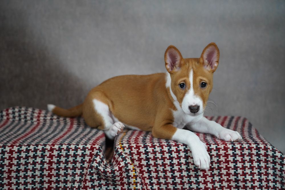 Suczka rudo-biała basenji ze Szczecina