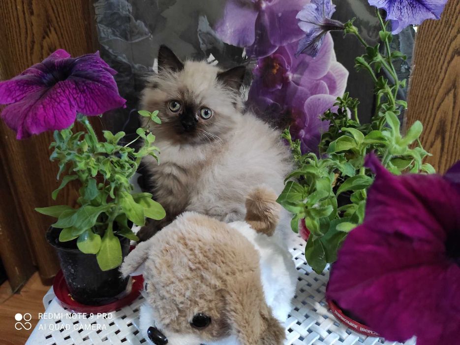 Котенок персидский гималайский