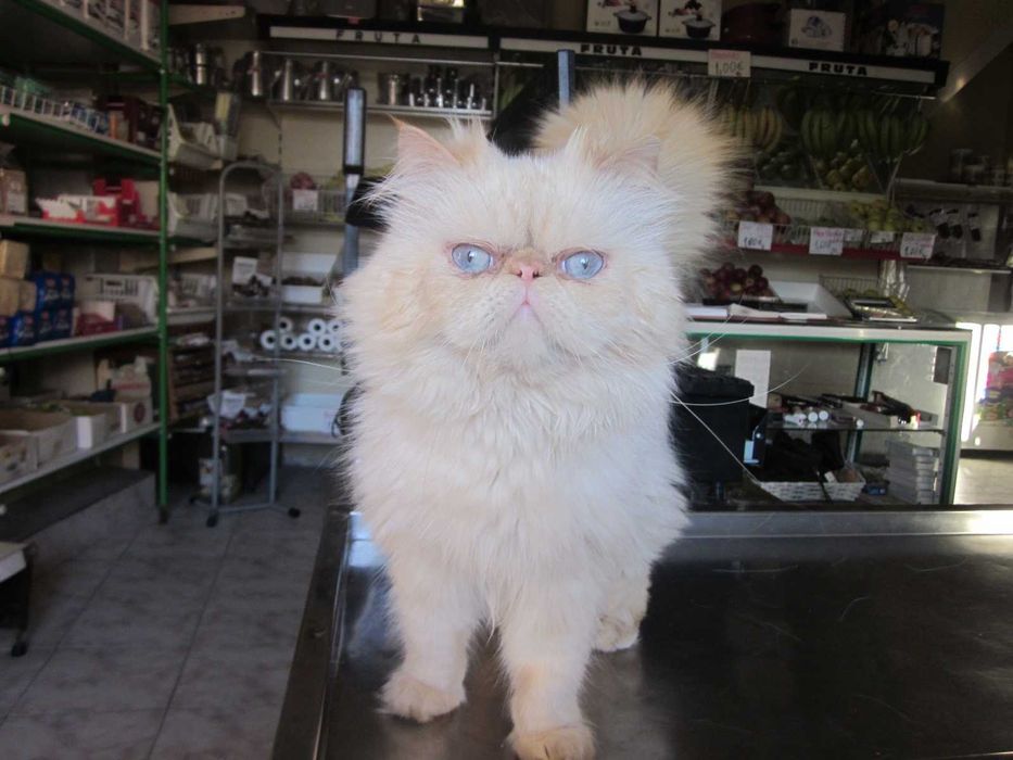 Gatinho Persa colorpoint