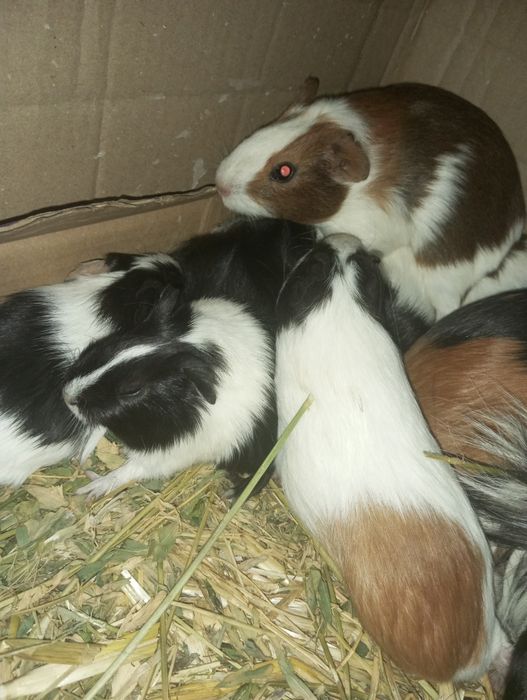 Продам морських свинок