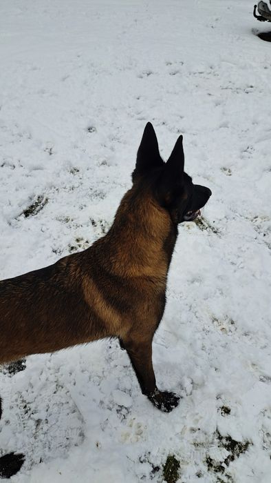 Owczarek Belgijski Malinois