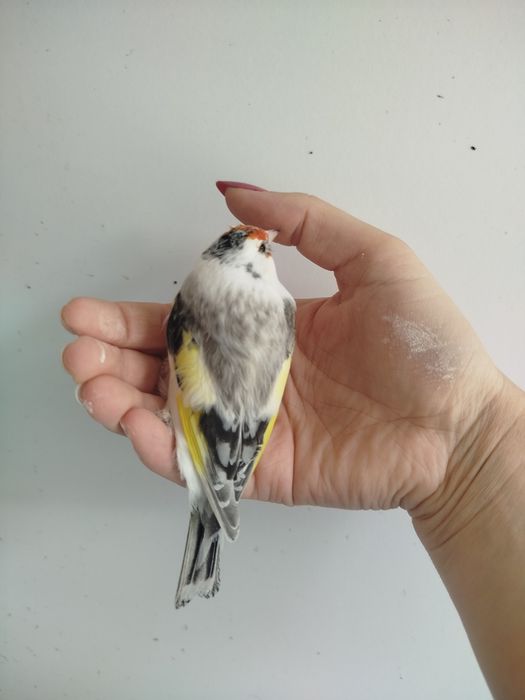 Szczygieł syberyjski samica