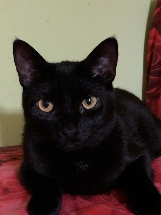 Котик 1 год бесплатно в семью