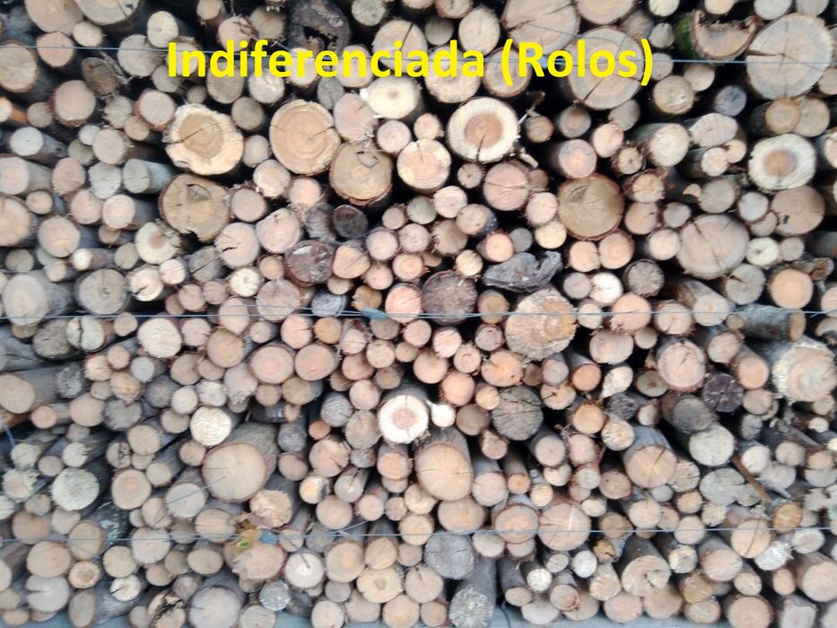 Diferentes lenhas secas e rachadas no verão