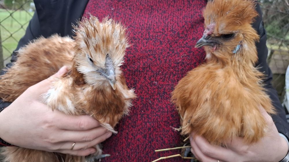 Kura ozdobna silka pary