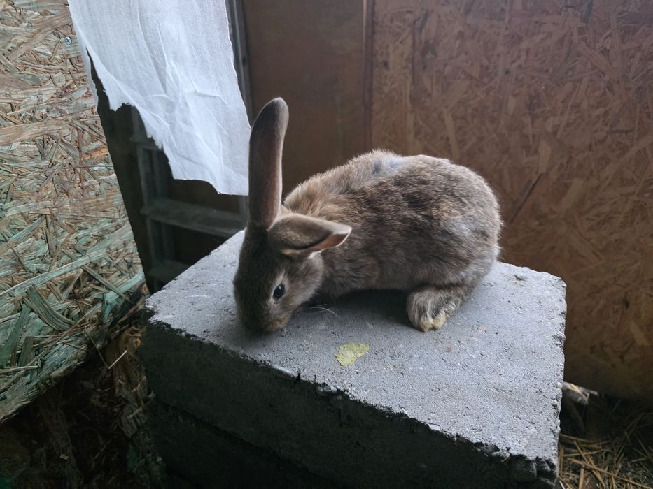 Królik Belgijski ze Srokaczem