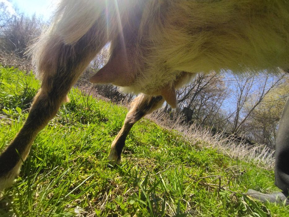 Продається коза дійна безрога