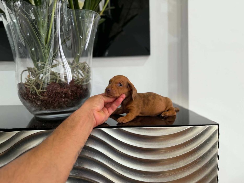 Teckel Kaninchen MACHO   Castanho   com LOP E AFIXO