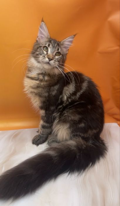 Класический окрас малышка