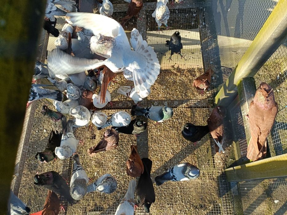 Gołębie garłacze koroniaste gurnośląskie