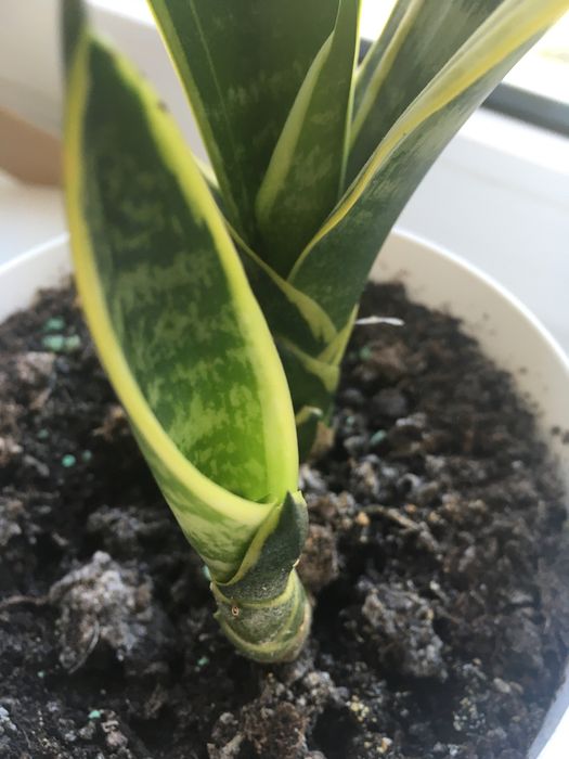 Sanseveria gwinejska