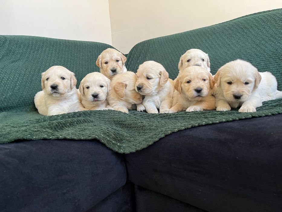 Golden Retriever
