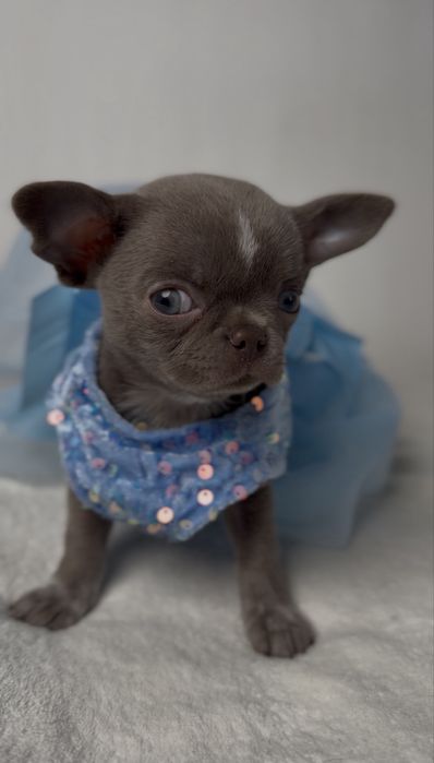 Liliowa suczka chihuahua mini
