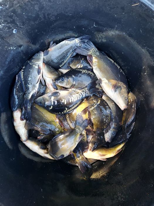 Karp, narybek, kroczek