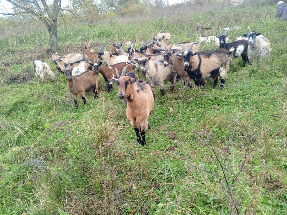 Продам стадо ціна договірна