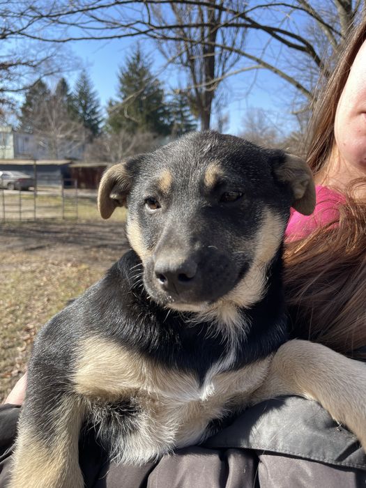 Ніжні дівчатка потребують дім!