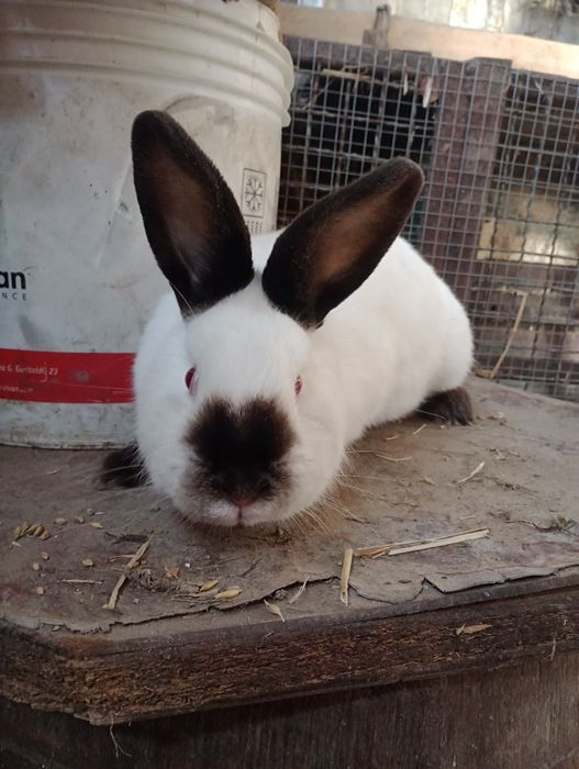 Sprzedam królika Kalifornijski
