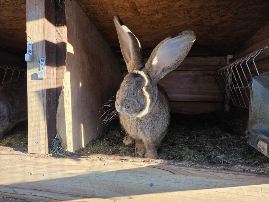 Olbrzym belgijski, króliki  , króle