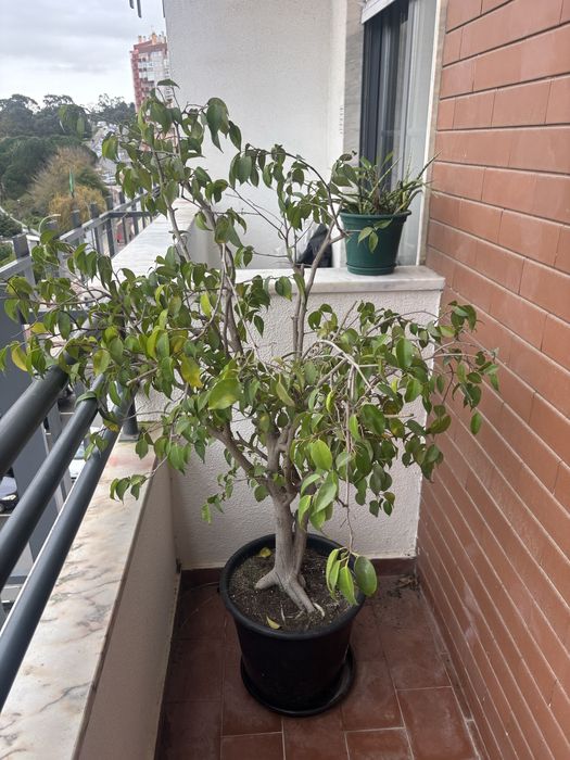 Planta grande com vaso