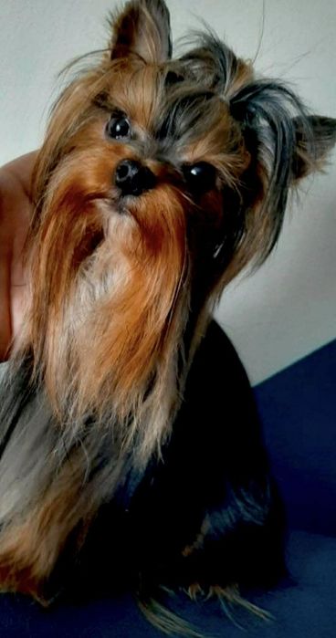 Yorkshire Terrier. Piesek XS z rodowodem. Mini śliczne