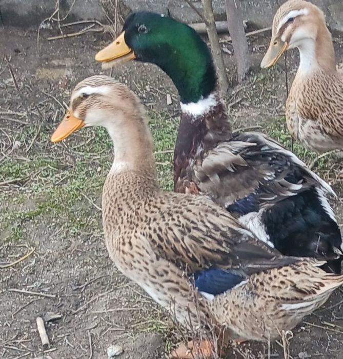 Ovos de pato rouen galados