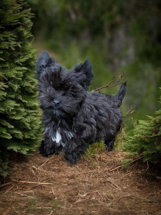 **FENOMENALNY** chłopczyk black Yorkshire Terrier