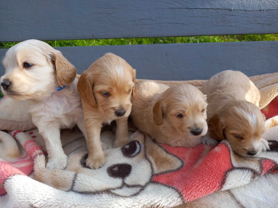 Спанієль англійська